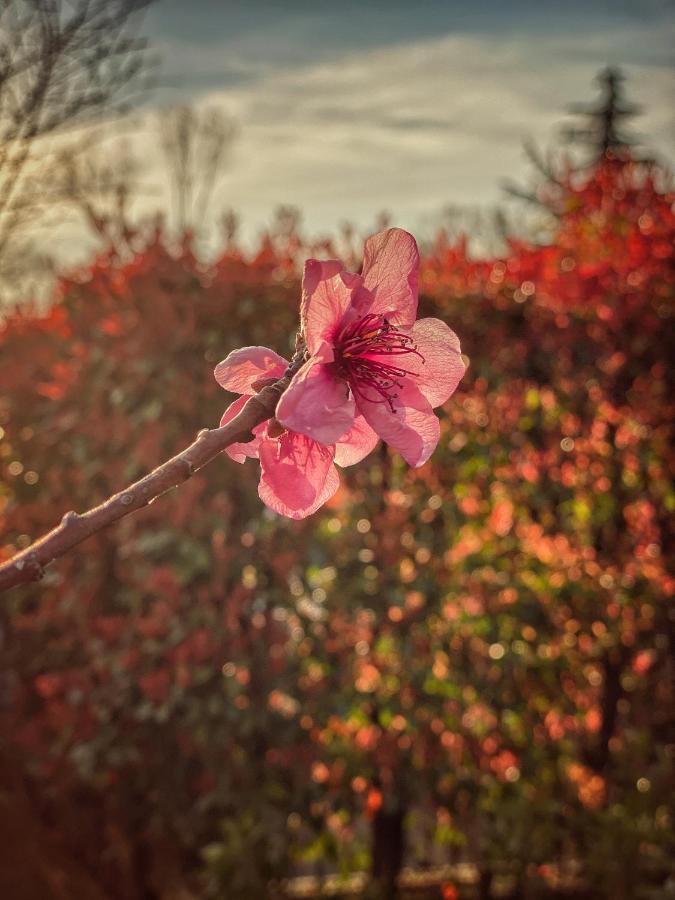 Residenza Il Fiore Бергамо Екстериор снимка